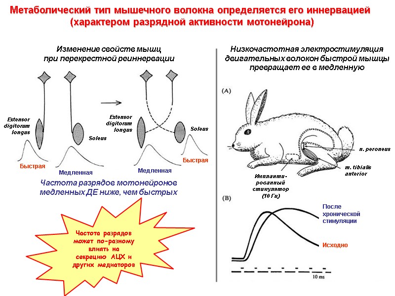 Метаболический тип мышечного волокна определяется его иннервацией  (характером разрядной активности мотонейрона) Изменение свойств